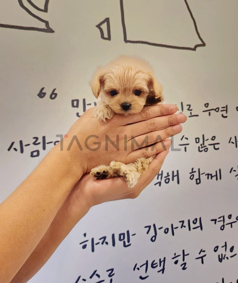 Maltipoo puppy for sale, dog for sale at Tagnimal