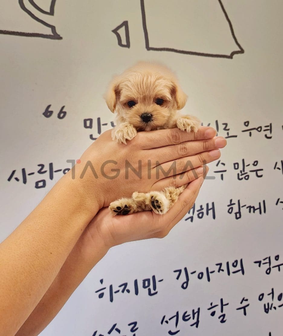 Maltipoo puppy for sale, dog for sale at Tagnimal