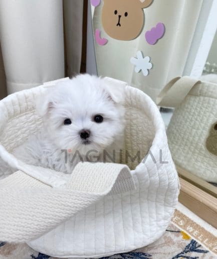 Maltese puppy for sale, dog for sale at Tagnimal 