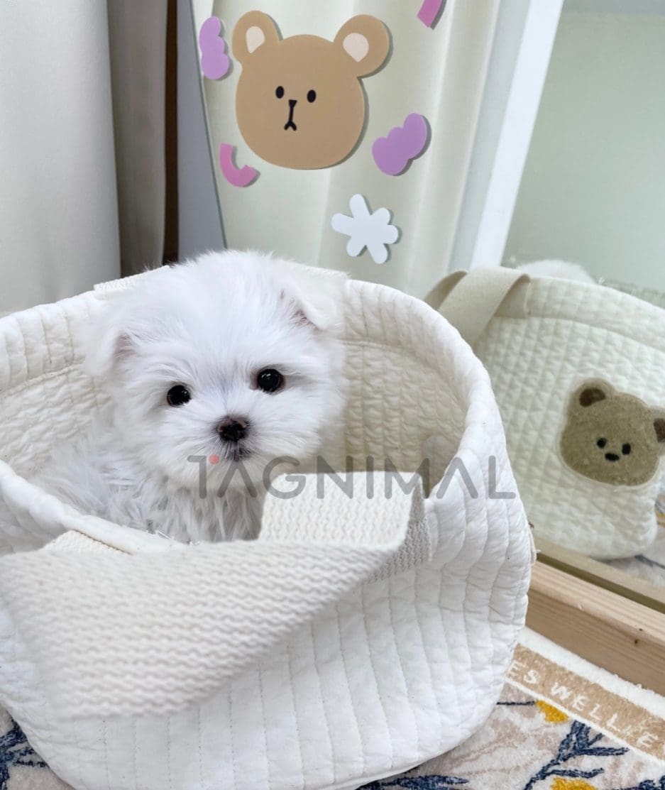 Maltese puppy for sale, dog for sale at Tagnimal 