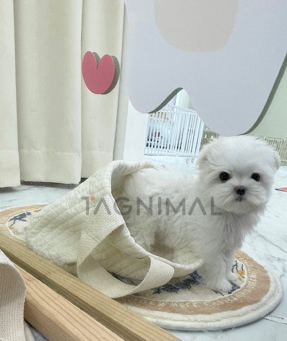 Maltese puppy for sale, dog for sale at Tagnimal 