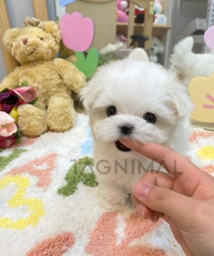 Maltese puppy for sale, dog for sale at Tagnimal