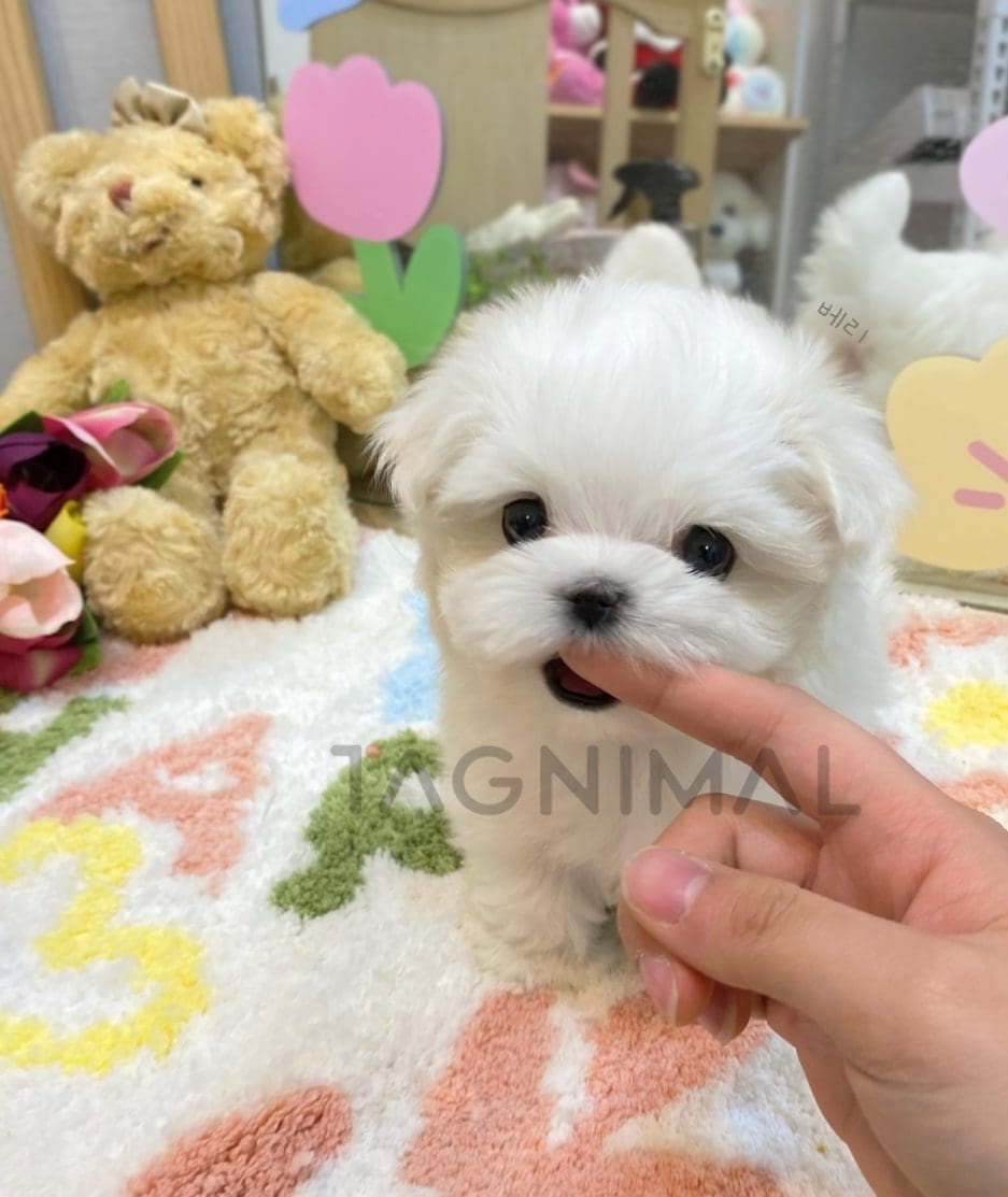 Maltese puppy for sale, dog for sale at Tagnimal