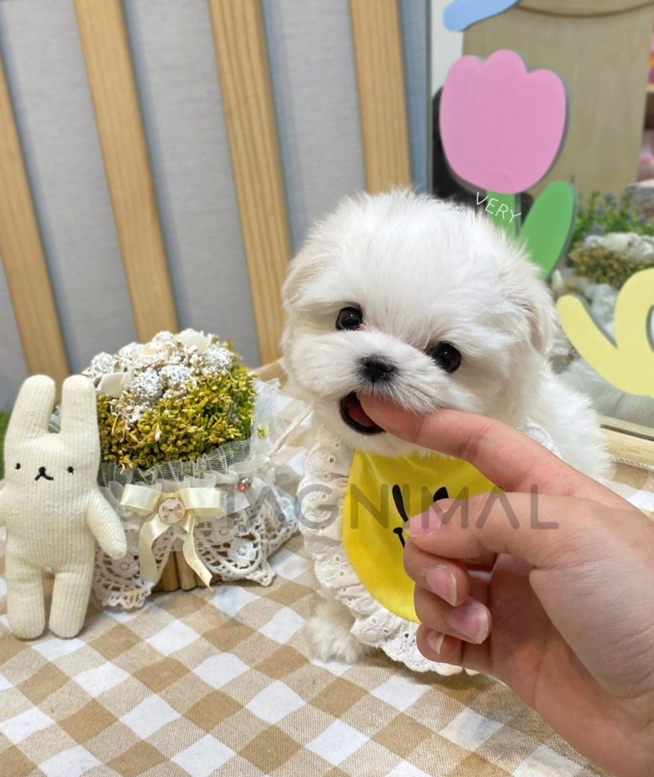 Maltese puppy for sale, dog for sale at Tagnimal