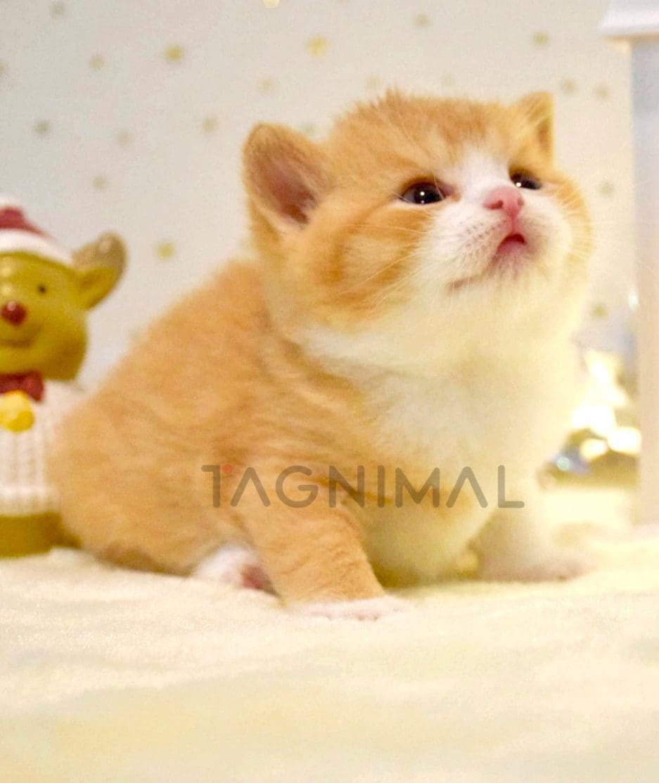 British Shorthair kitten for sale, cat for sale at Tagnimal