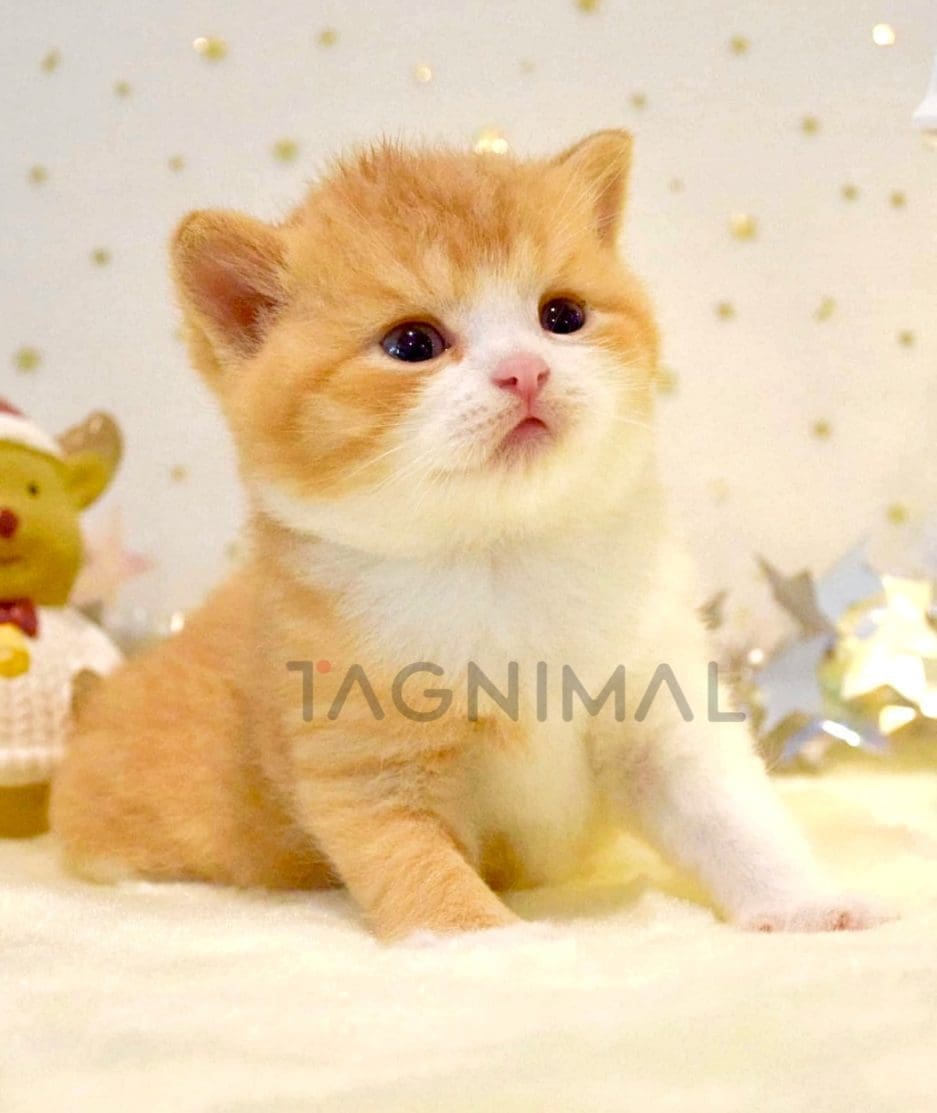 British Shorthair kitten for sale, cat for sale at Tagnimal