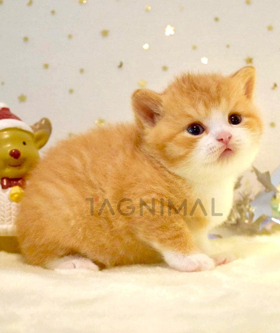 British Shorthair kitten for sale, cat for sale at Tagnimal