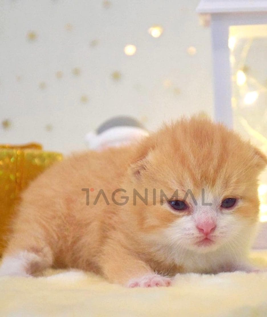 British Shorthair kitten for sale, cat for sale at Tagnimal