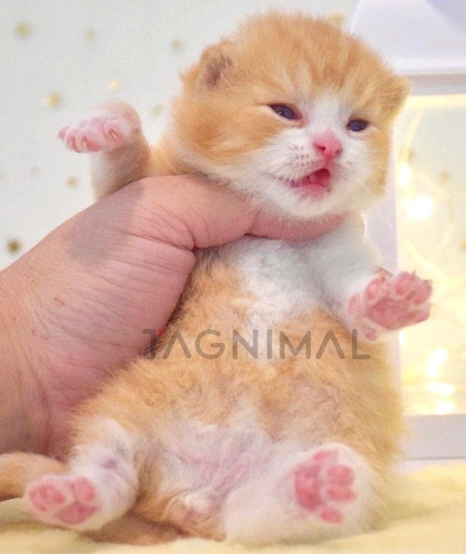 British Shorthair kitten for sale, cat for sale at Tagnimal