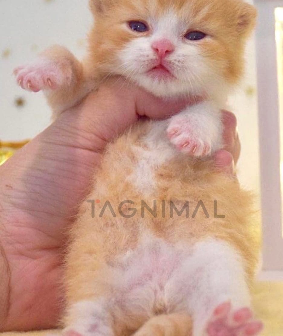 British Shorthair kitten for sale, cat for sale at Tagnimal