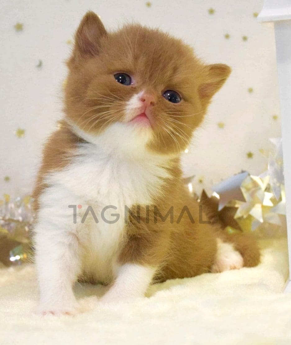 British Shorthair kitten for sale, cat for sale at Tagnimal