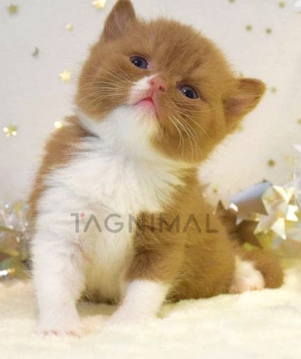 British Shorthair kitten for sale, cat for sale at Tagnimal