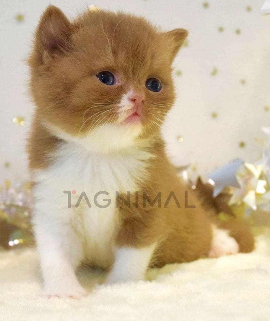 British Shorthair kitten for sale, cat for sale at Tagnimal