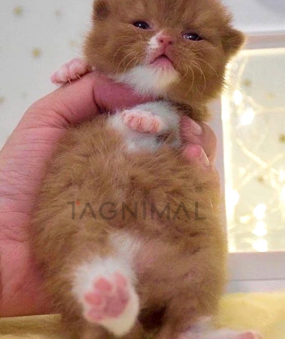 British Shorthair kitten for sale, cat for sale at Tagnimal