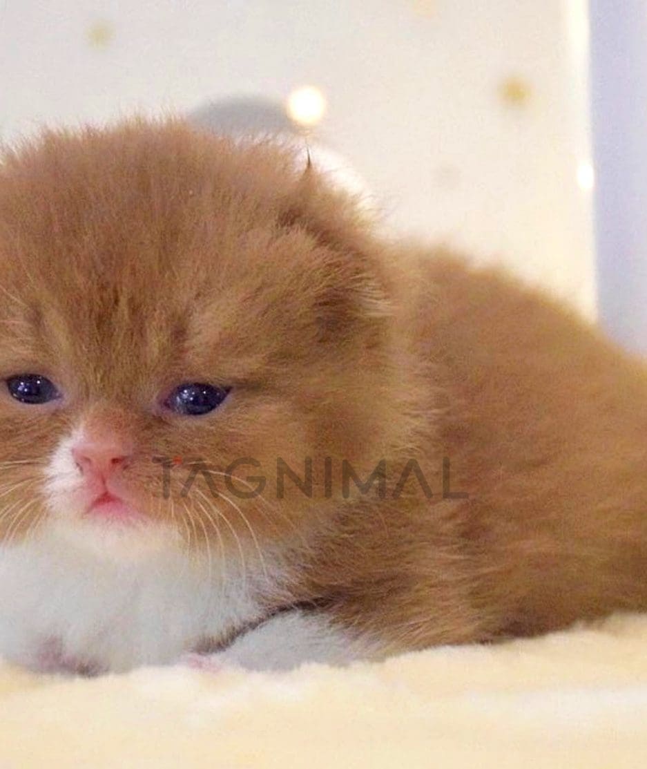 British Shorthair kitten for sale, cat for sale at Tagnimal