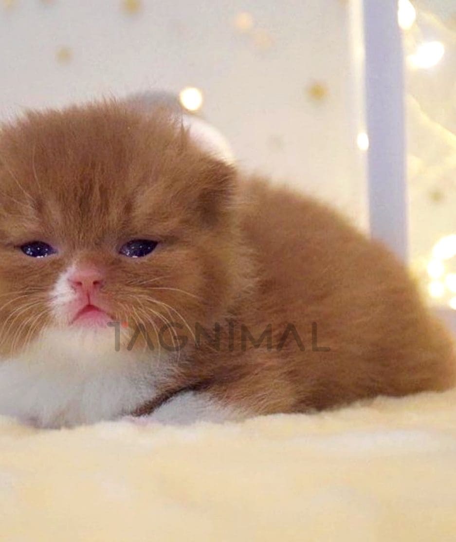 British Shorthair kitten for sale, cat for sale at Tagnimal