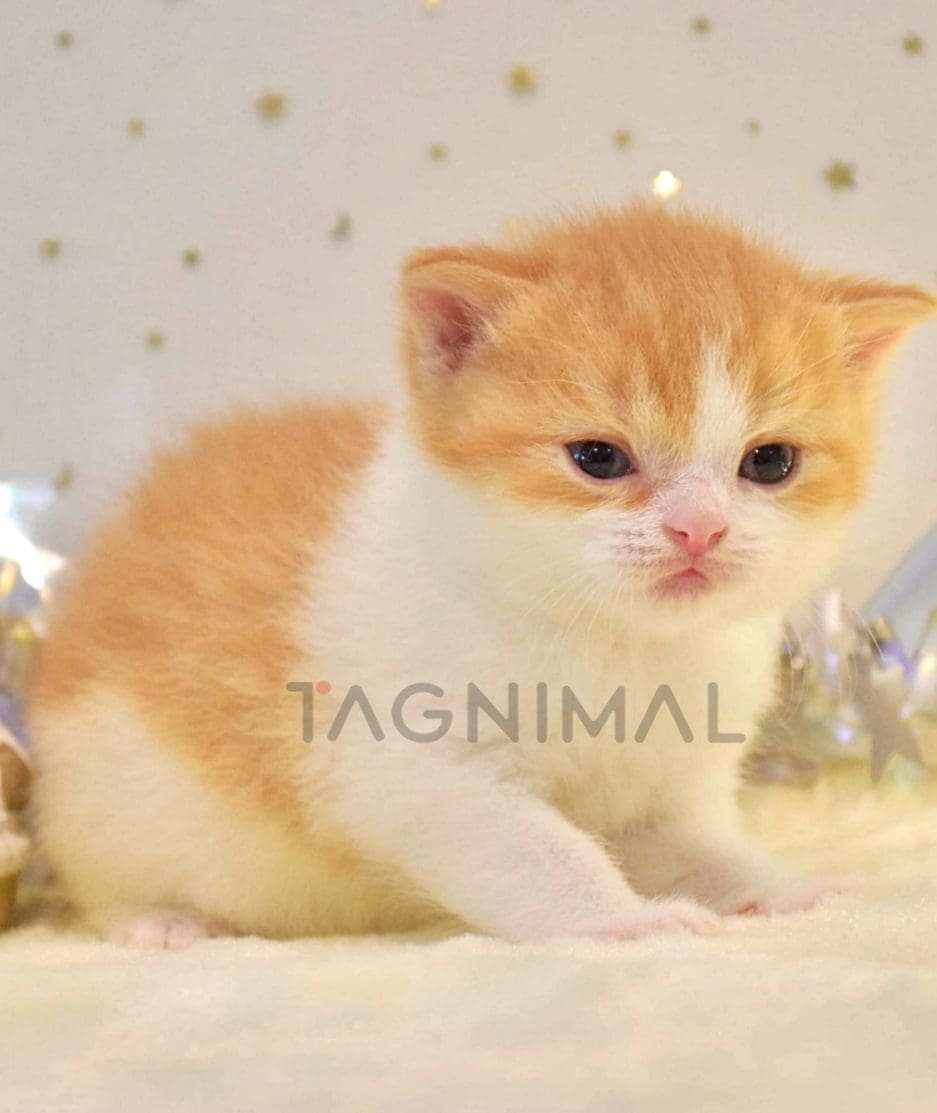 British shorthair baby kitten for sale, cat for sale at Tagnimal