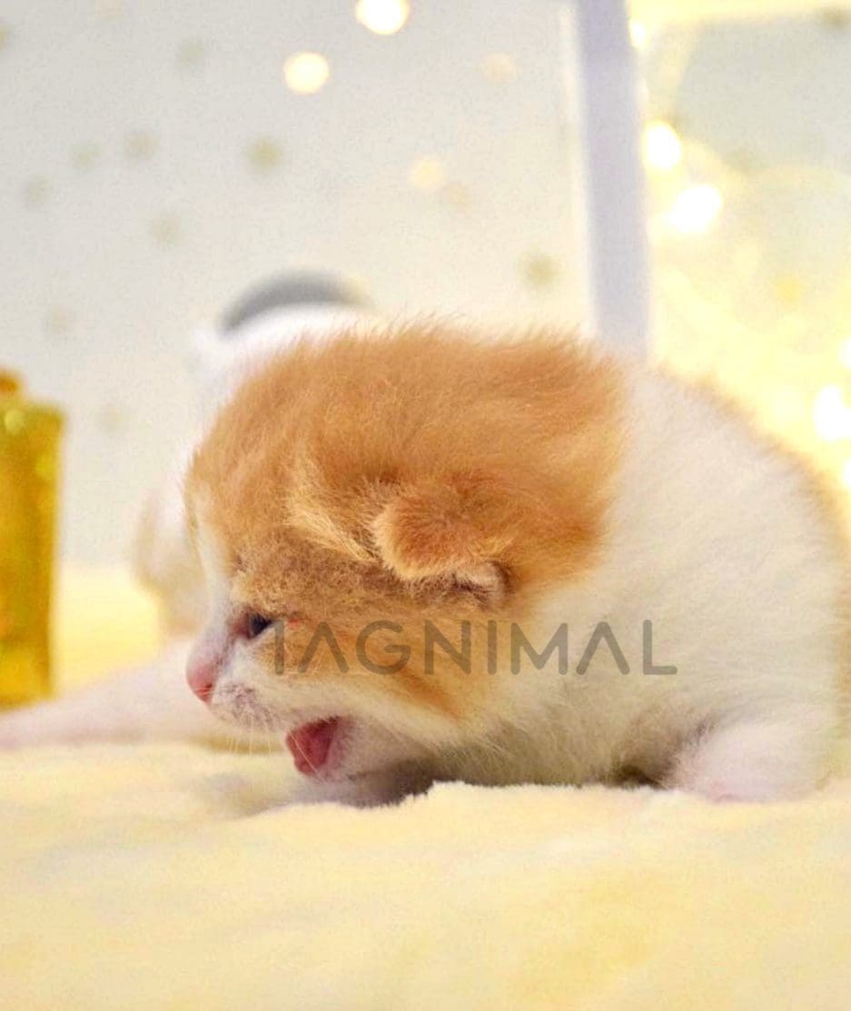 British shorthair baby kitten for sale, cat for sale at Tagnimal