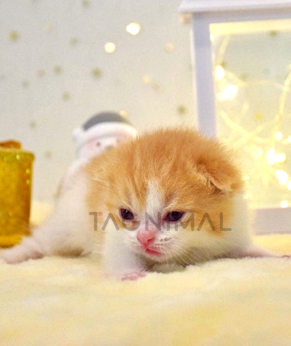 British shorthair baby kitten for sale, cat for sale at Tagnimal