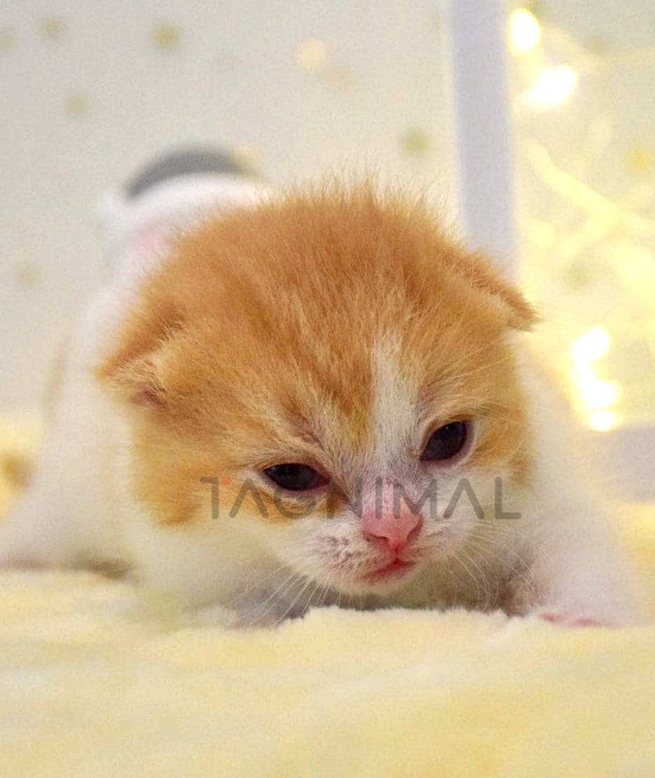 British shorthair baby kitten for sale, cat for sale at Tagnimal