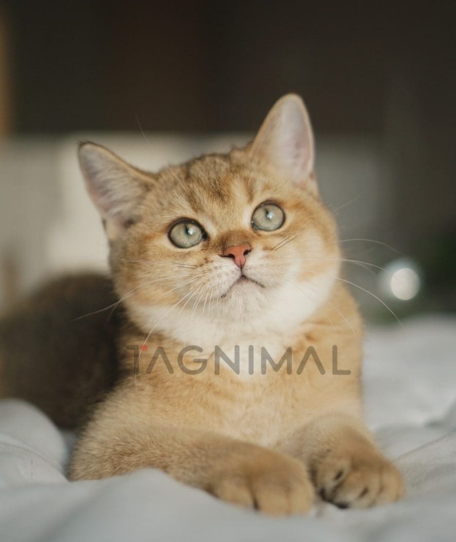 British shorthair baby kitten for sale, cat for sale at Tagnimal