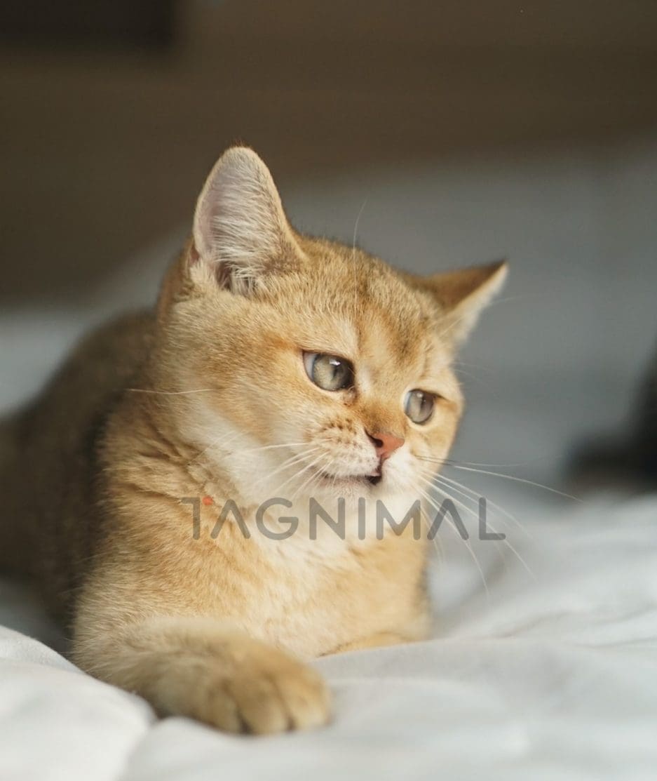 British shorthair baby kitten for sale, cat for sale at Tagnimal