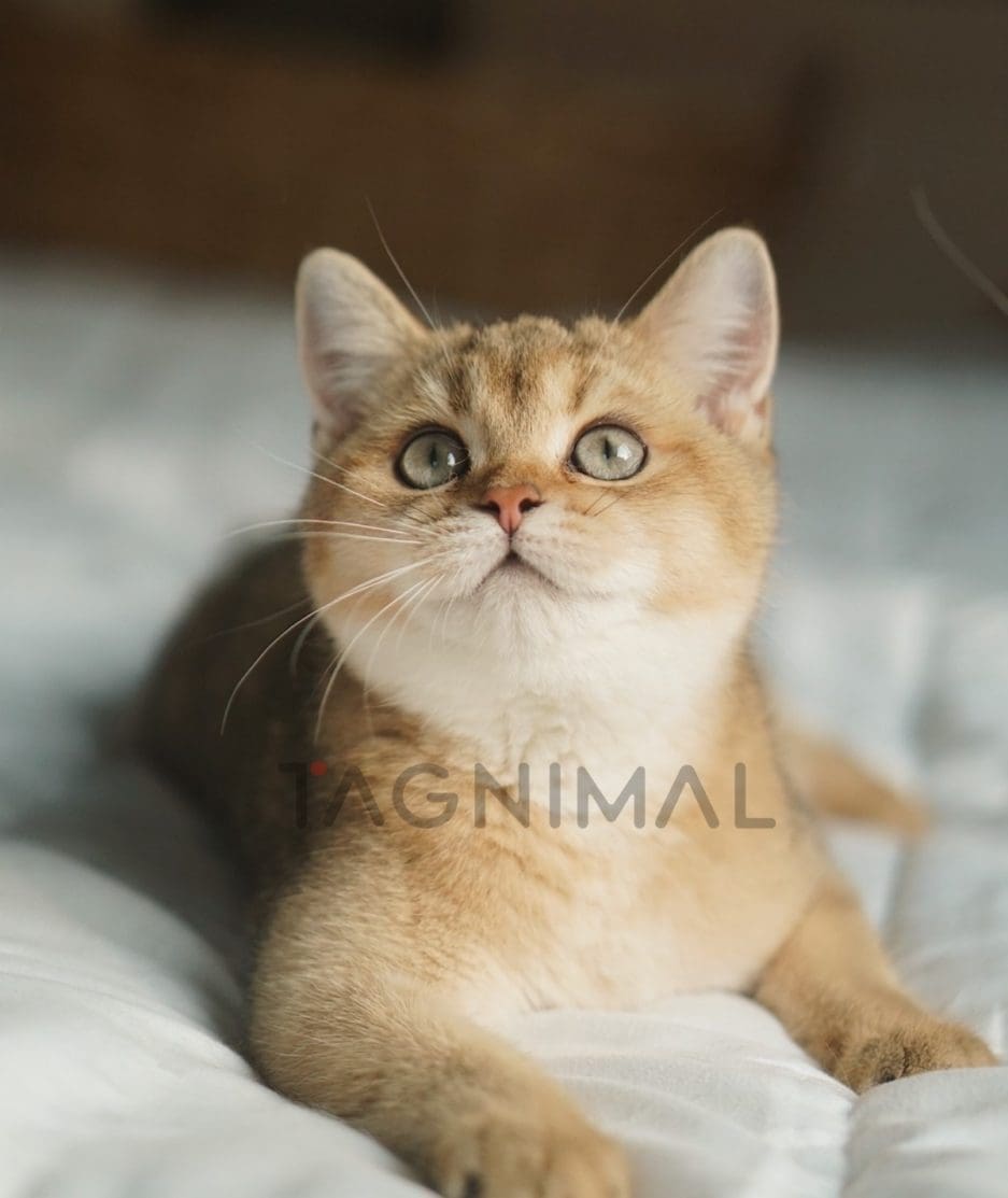 British shorthair baby kitten for sale, cat for sale at Tagnimal