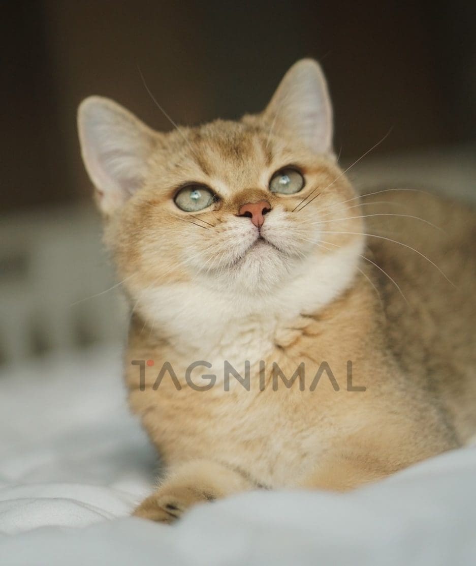 British shorthair baby kitten for sale, cat for sale at Tagnimal