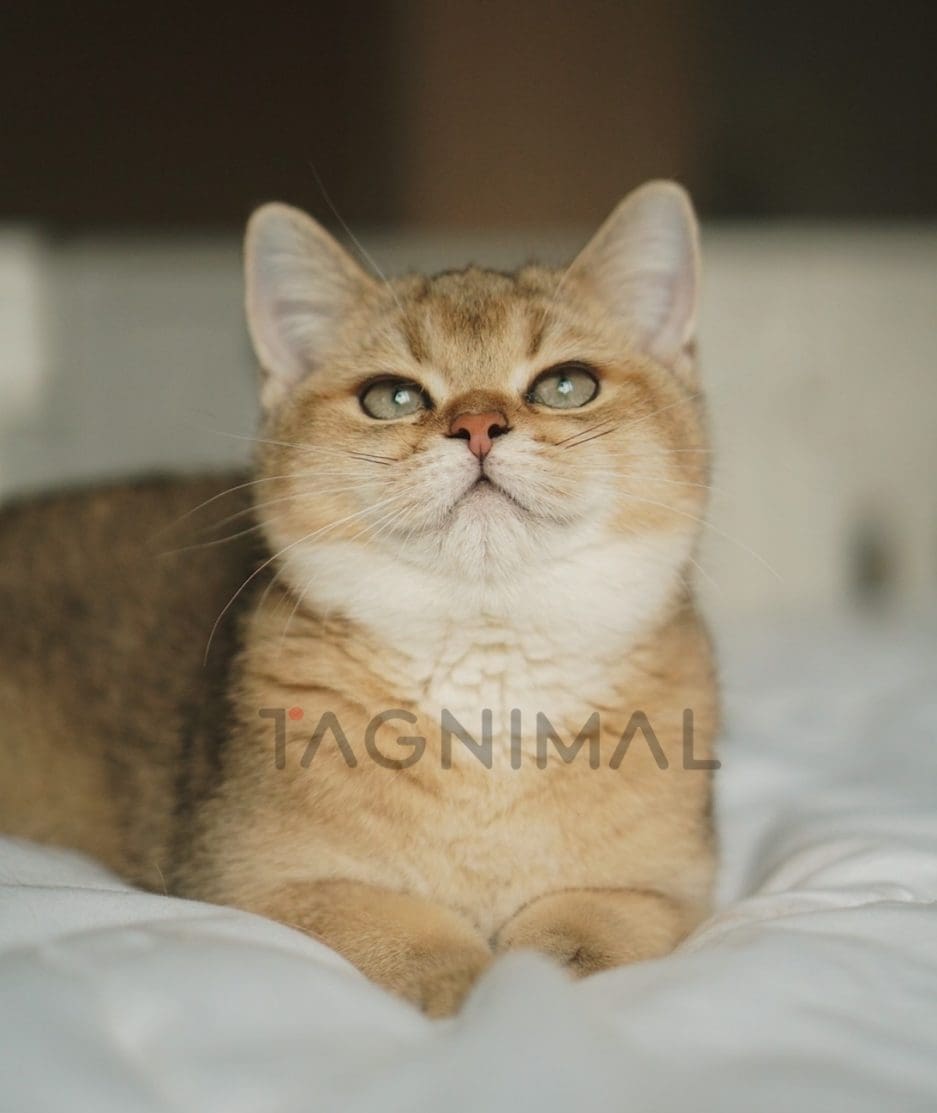 British shorthair baby kitten for sale, cat for sale at Tagnimal