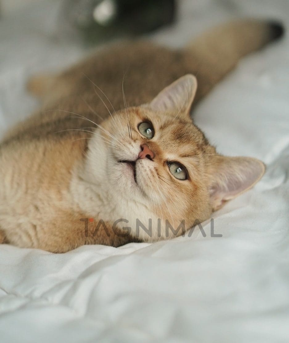 British shorthair baby kitten for sale, cat for sale at Tagnimal