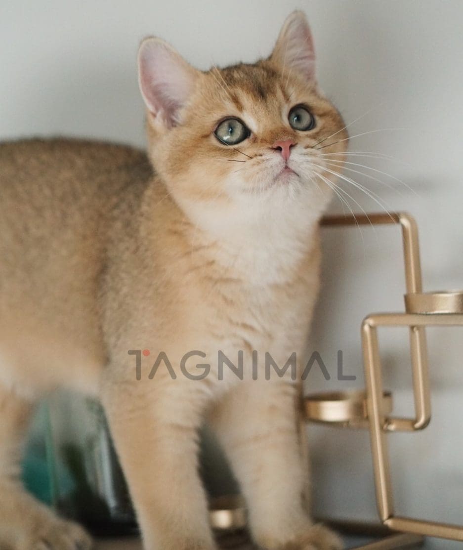 British shorthair baby kitten for sale, cat for sale at Tagnimal