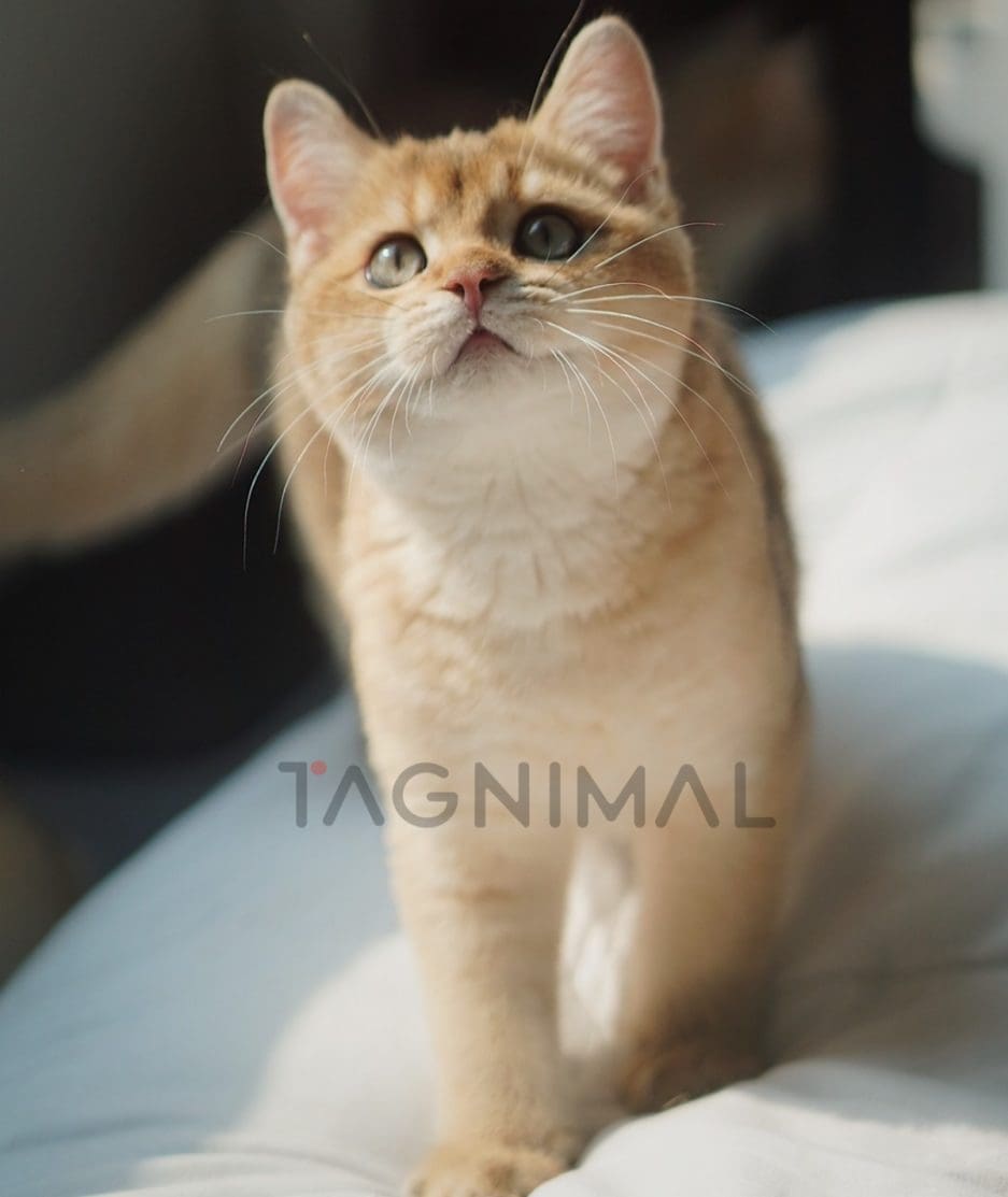 British shorthair baby kitten for sale, cat for sale at Tagnimal