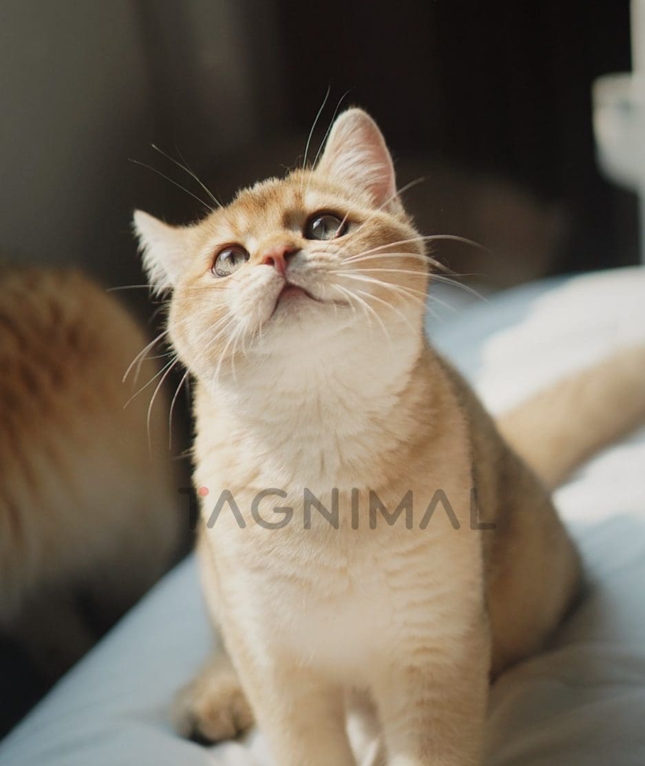 British shorthair baby kitten for sale, cat for sale at Tagnimal