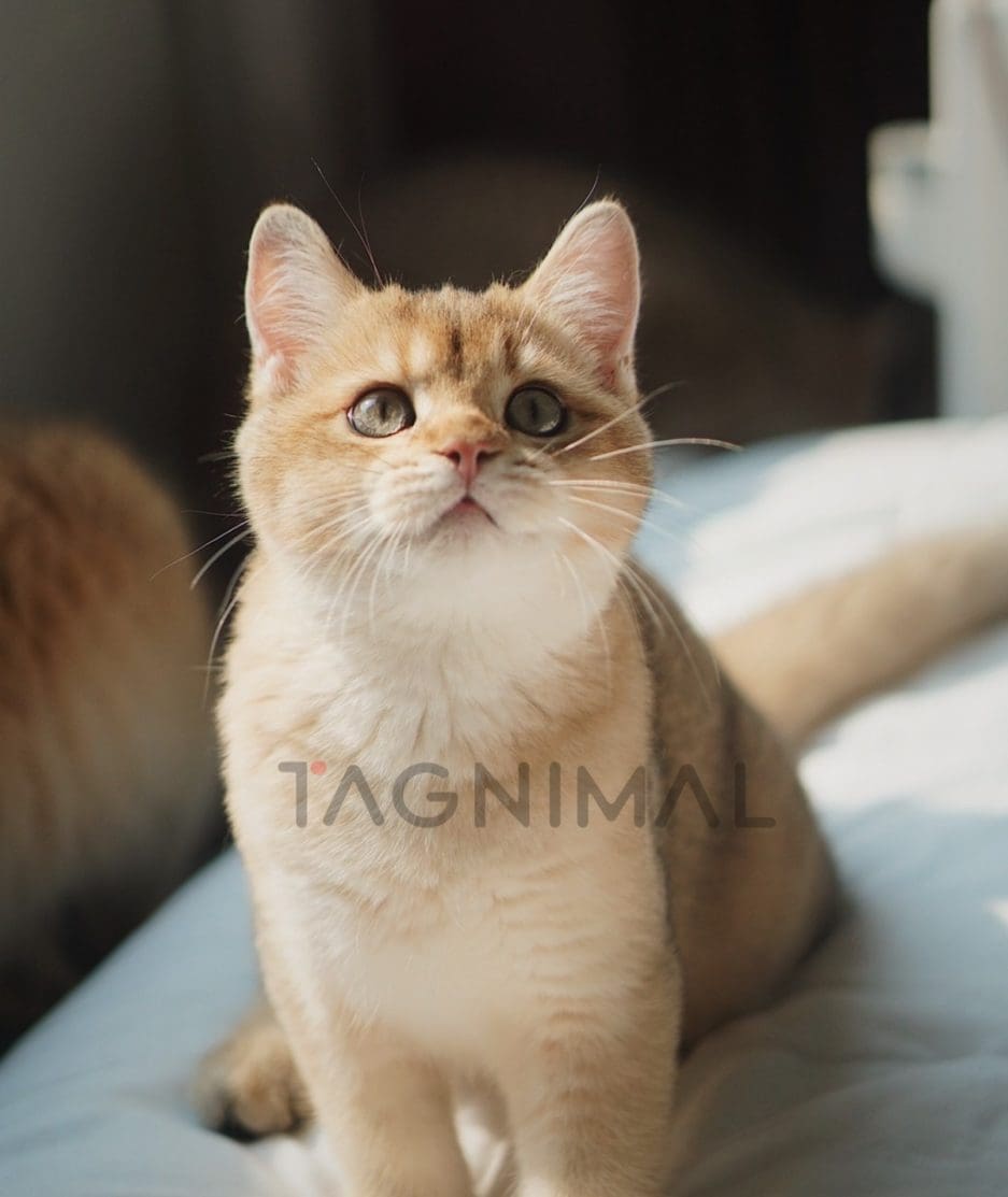 British shorthair baby kitten for sale, cat for sale at Tagnimal