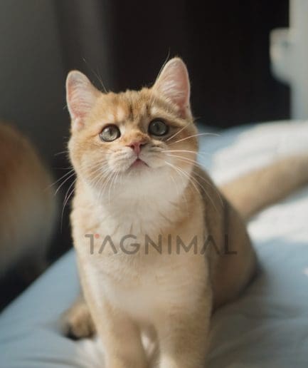 British shorthair baby kitten for sale, cat for sale at Tagnimal