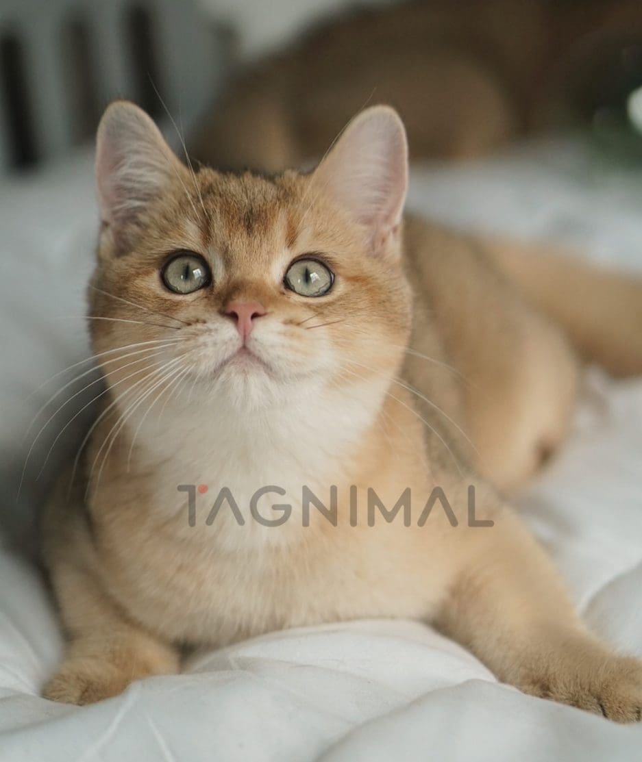 British shorthair baby kitten for sale, cat for sale at Tagnimal