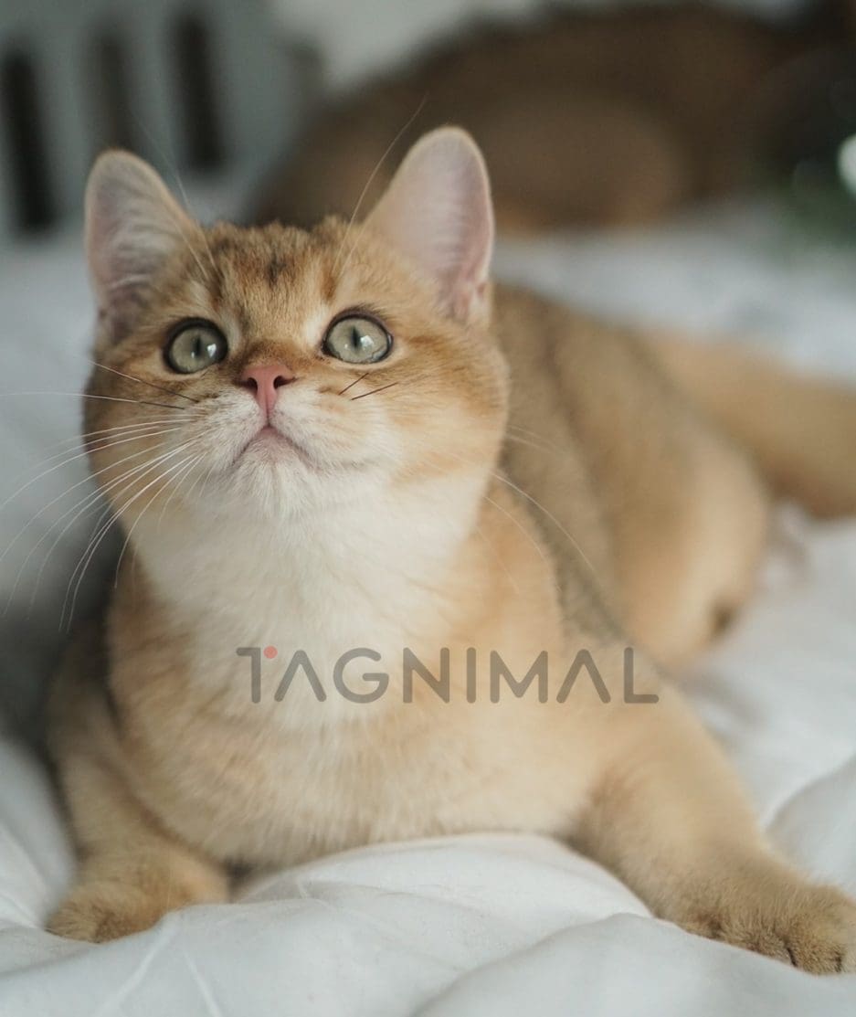 British shorthair baby kitten for sale, cat for sale at Tagnimal