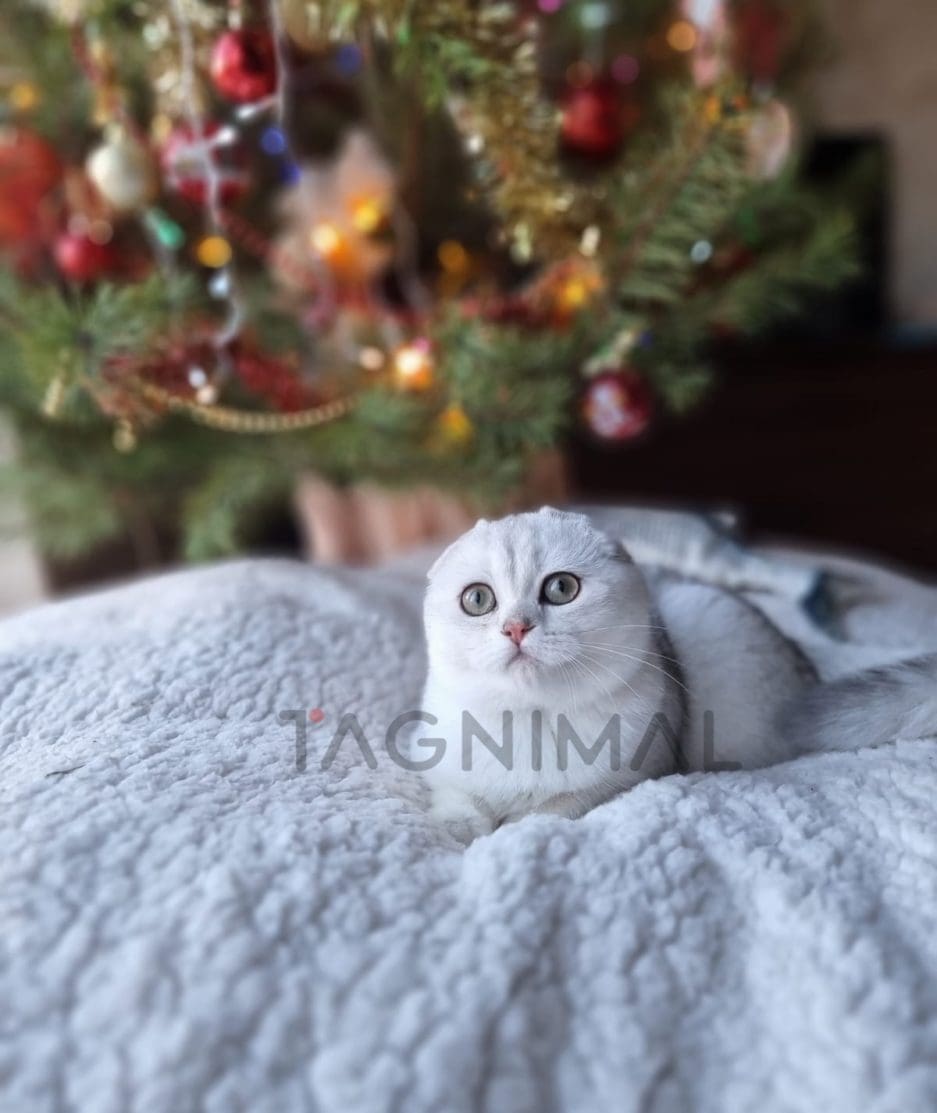 Scottish fold baby kitten for sale, cat for sale at Tagnimal