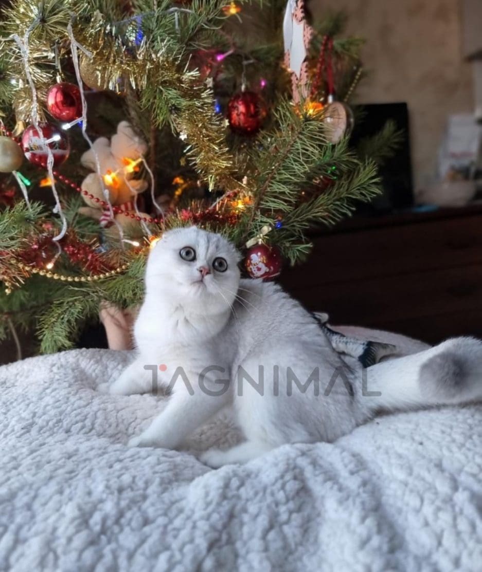 Scottish fold baby kitten for sale, cat for sale at Tagnimal