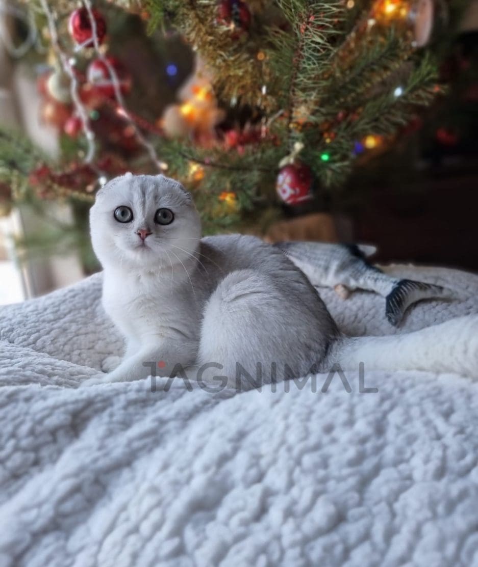 Scottish fold baby kitten for sale, cat for sale at Tagnimal