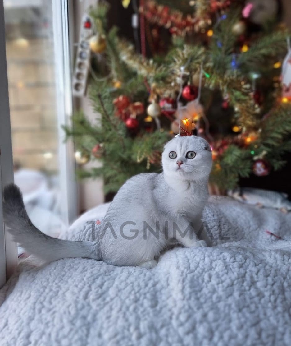 Scottish fold baby kitten for sale, cat for sale at Tagnimal