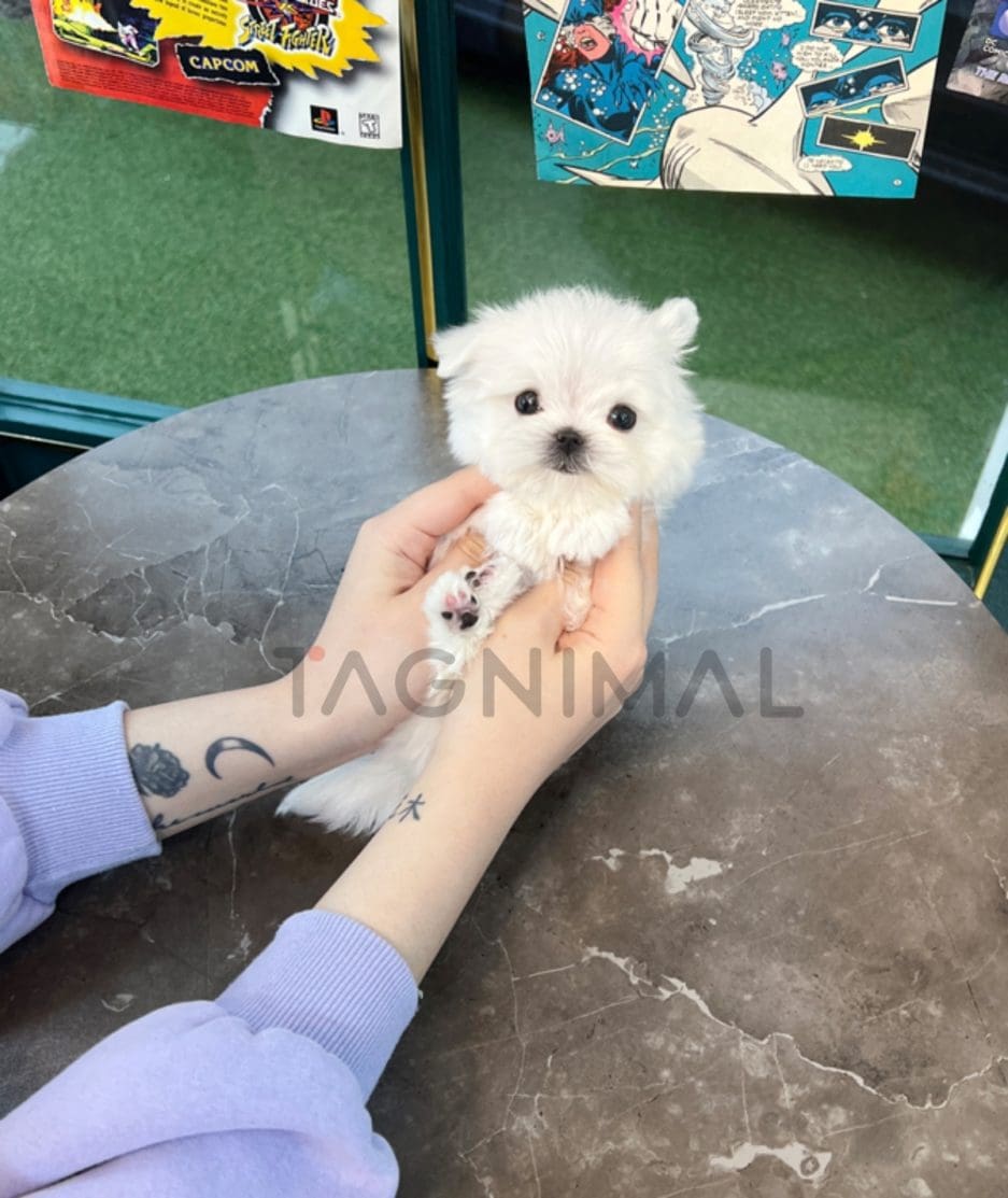 Maltese puppy for sale, dog for sale at Tagnimal