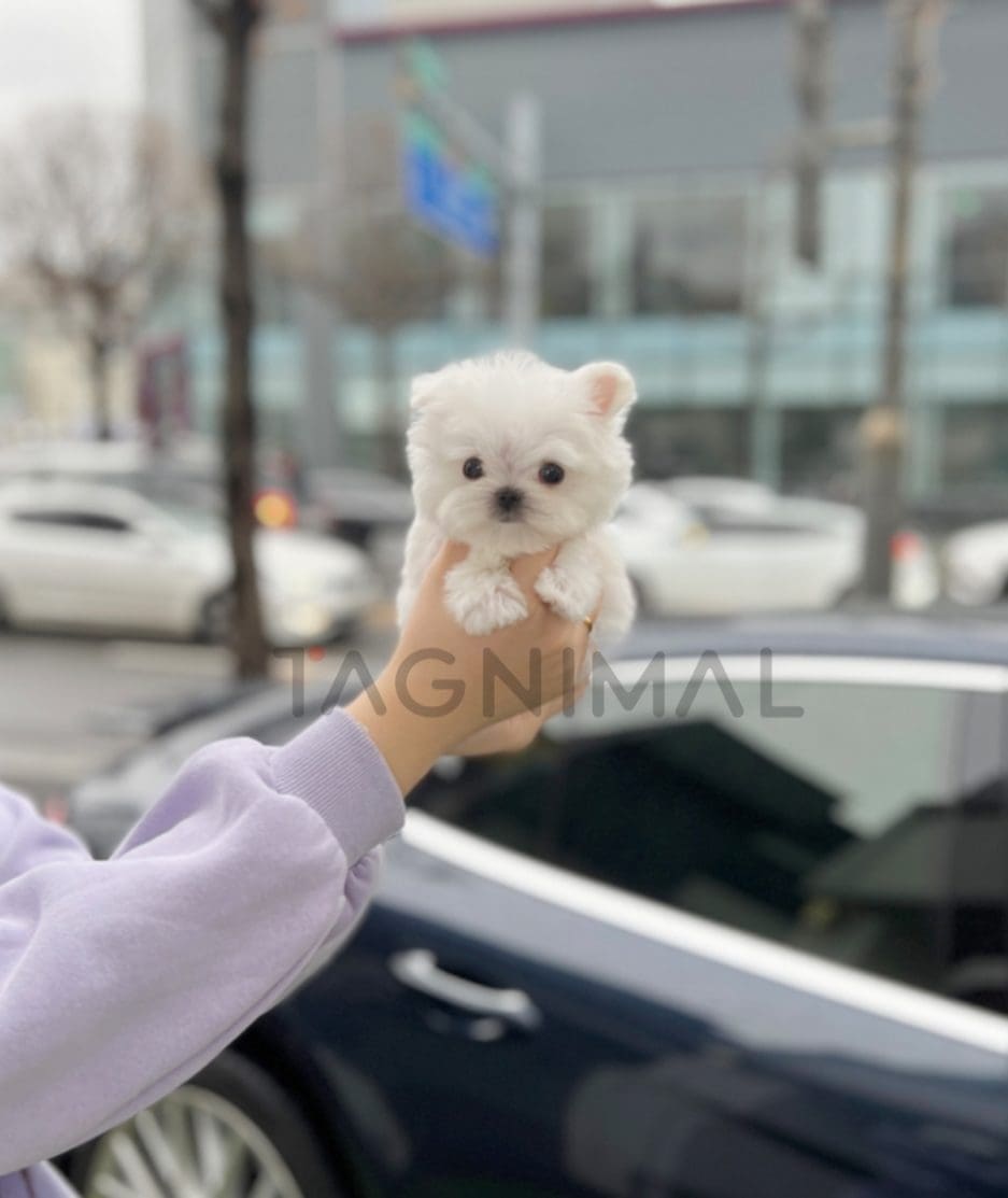 Maltese puppy for sale, dog for sale at Tagnimal