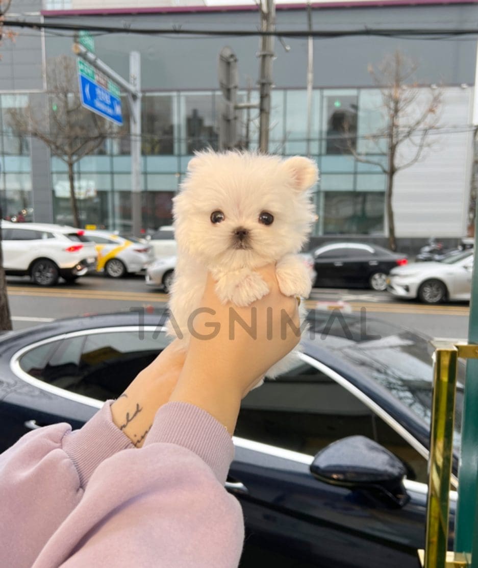 Maltese puppy for sale, dog for sale at Tagnimal