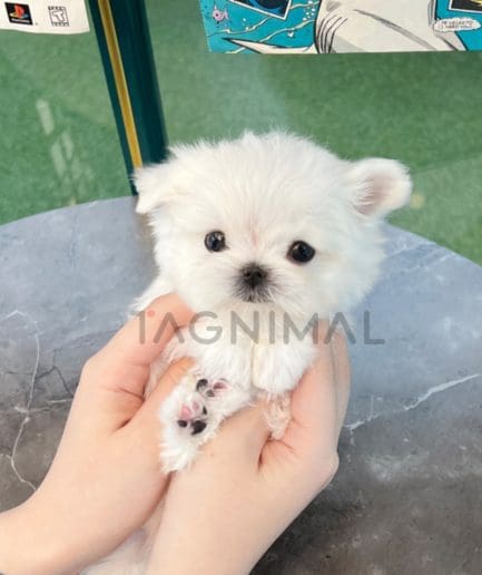 Maltese puppy for sale, dog for sale at Tagnimal