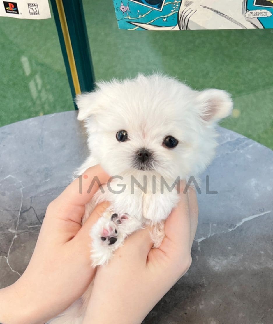 Maltese puppy for sale, dog for sale at Tagnimal