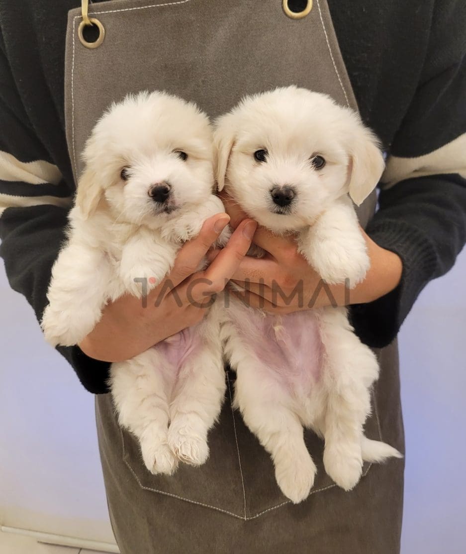 Coton de Tulear puppy for sale, dog for sale at Tagnimal