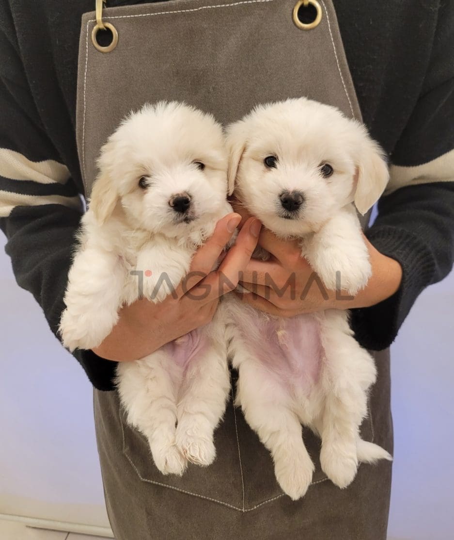 Coton de Tulear puppy for sale, dog for sale at Tagnimal