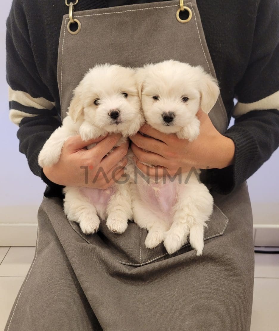 Coton de Tulear puppy for sale, dog for sale at Tagnimal