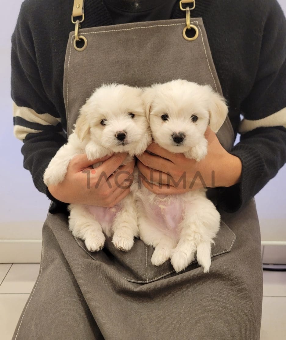 Coton de Tulear puppy for sale, dog for sale at Tagnimal